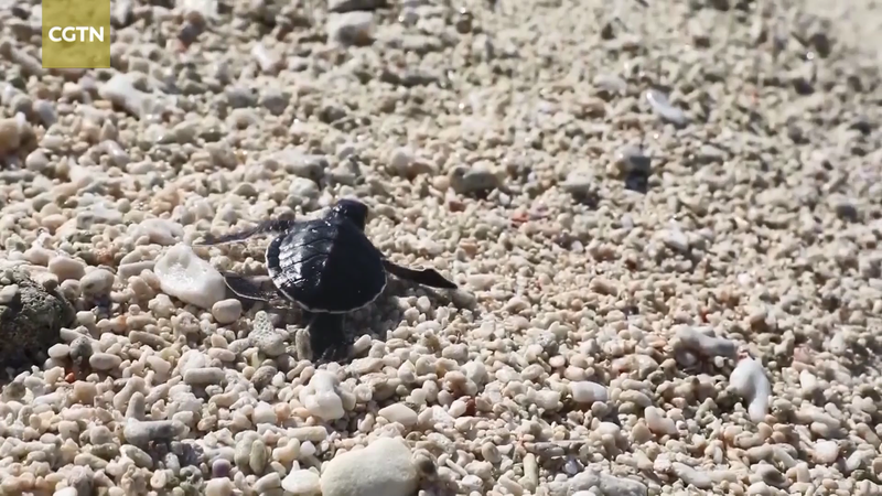 L'île Ganquan accueille les premiers œufs de tortues de mer de 2026 video poster