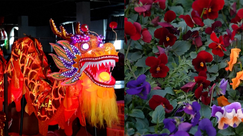 Ruée du Festival du Printemps : Les Marchés aux Fleurs et Ateliers de Lanternes Dragon en Chine video poster
