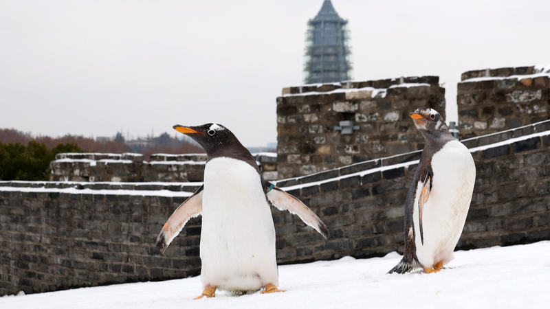 Pingouins Pingping et An’an jouent dans la neige à Nanjing