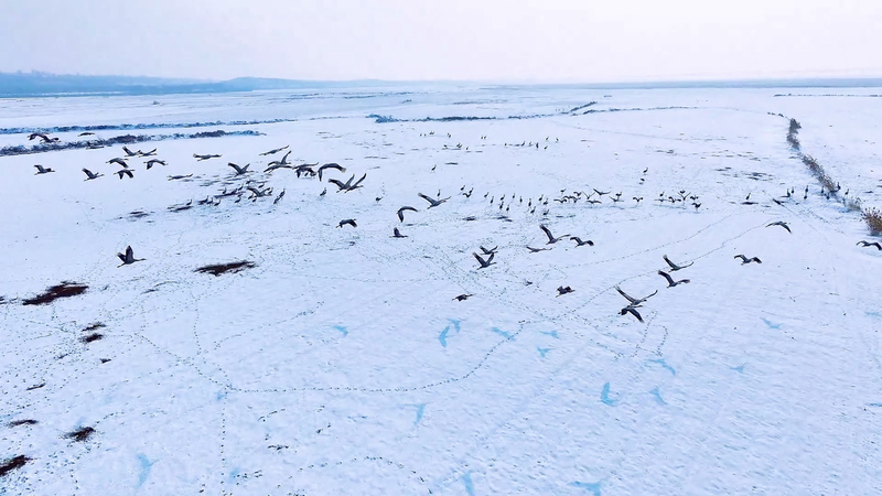 Grues cendrées se rassemblent dans une zone humide enneigée de la rivière Jaune video poster
