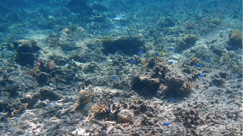 Les océans ont stocké une chaleur record en 2025, selon une étude