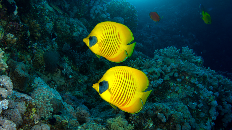 Comment les récifs coralliens rythment la vie quotidienne des microbes océaniques