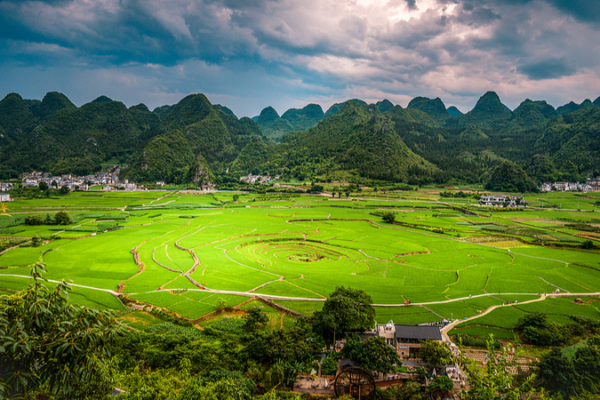 Nouvelle plante à odeur de citron découverte dans les montagnes calcaires du Guizhou