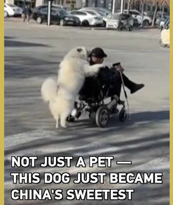 Tianjin_Dog_Becomes_the_Sweetest__Retirement_Plan_ video poster