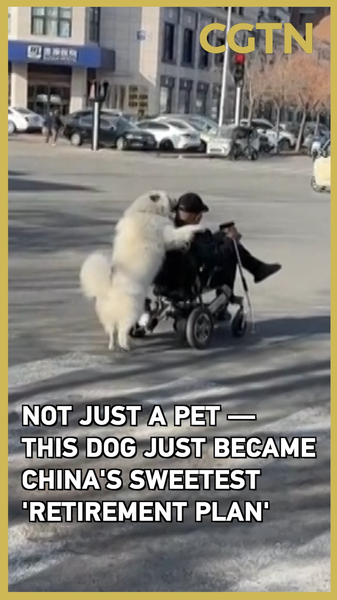 Tianjin_Dog_Becomes_the_Sweetest__Retirement_Plan_ video poster