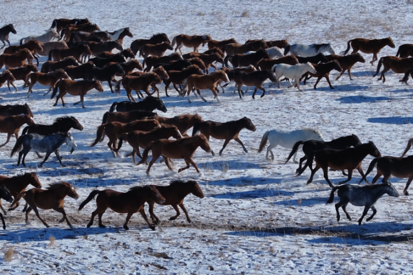 Le voyage d'un cheval vers la maison : redécouvrir l'esprit du Festival de Printemps