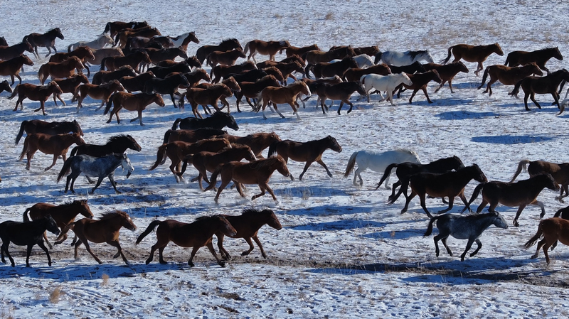 Le voyage d'un cheval vers la maison : redécouvrir l'esprit du Festival de Printemps