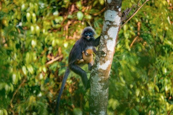 Bébé Langur Doré Repéré dans les Forêts du Yunnan video poster
