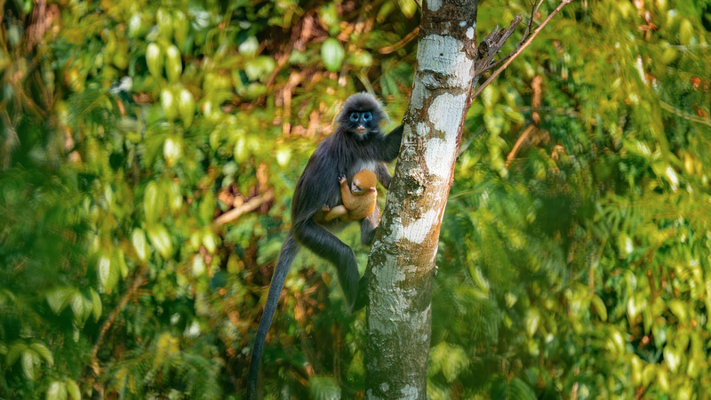 Bébé Langur Doré Repéré dans les Forêts du Yunnan video poster