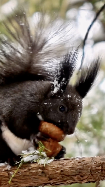 Xiao_Han_Arrive___La_Pause_Silencieuse_de_la_Nature_Avant_le_Printemps video poster