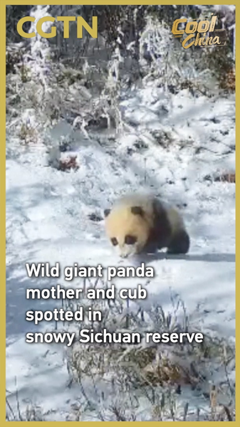 Forêt enneigée du Sichuan : une mère panda géant sauvage et son petit capturés sur caméra video poster