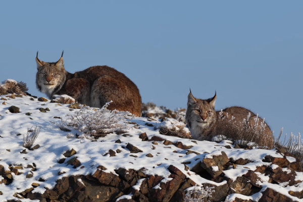 Première observation d'un lynx boréal à Karamay, Xinjiang video poster