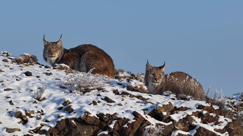 Première observation d'un lynx boréal à Karamay, Xinjiang video poster